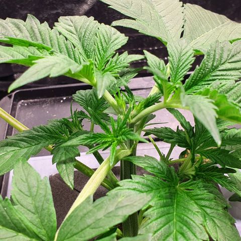 Auto Purple Candy growlog timeline photo