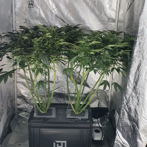 Pineapple growlog timeline photo