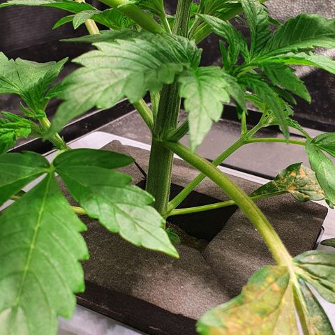 Auto Purple Candy growlog timeline photo