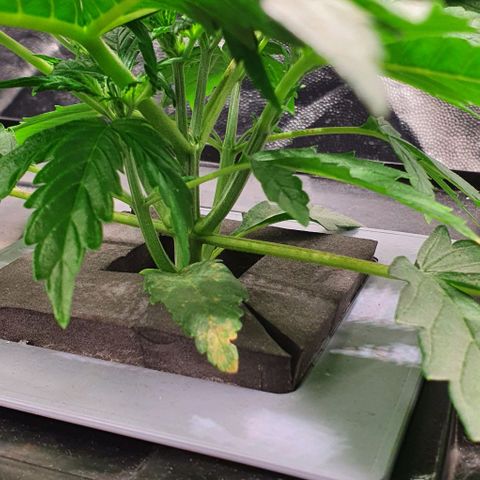 Auto Pineapple Candy growlog timeline photo