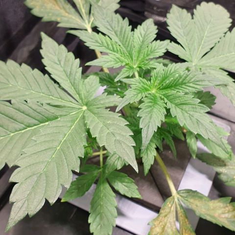 Auto Purple Candy growlog timeline photo