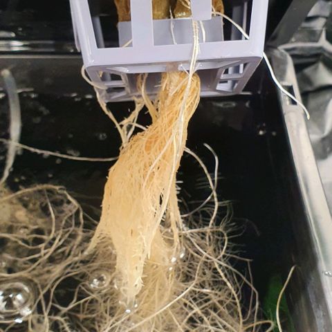 Auto Pineapple Candy growlog timeline photo