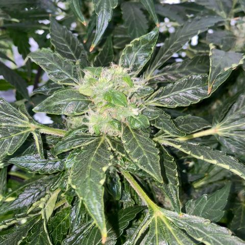 Pineapple growlog timeline photo