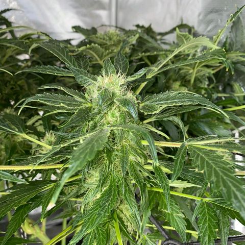 Pineapple growlog timeline photo