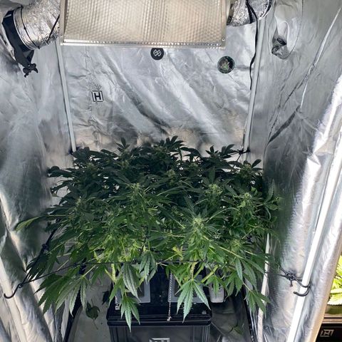 Pineapple growlog timeline photo