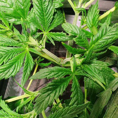 Auto Pineapple Candy growlog timeline photo