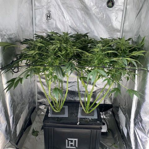 Pineapple growlog timeline photo