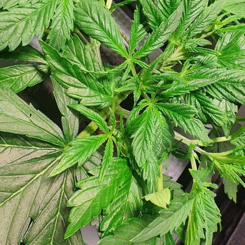 Auto Pineapple Candy growlog timeline photo
