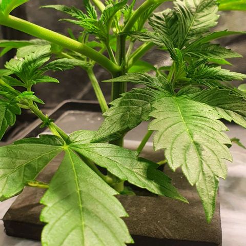 Auto Purple Candy growlog timeline photo
