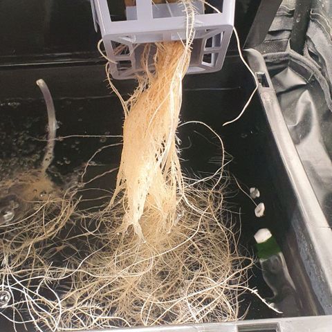 Auto Pineapple Candy growlog timeline photo
