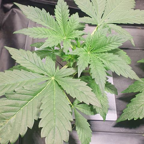 Auto Purple Candy growlog timeline photo
