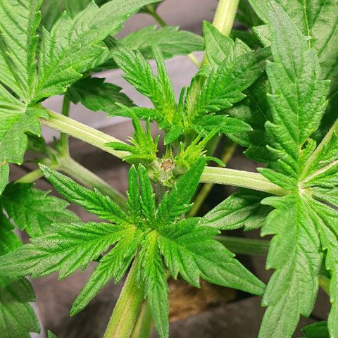 Auto Purple Candy growlog timeline photo