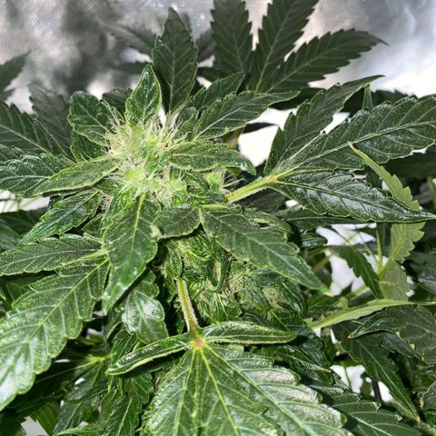 Auto Pineapple Candy growlog timeline photo