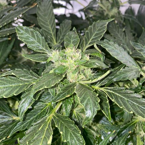 Pineapple growlog timeline photo