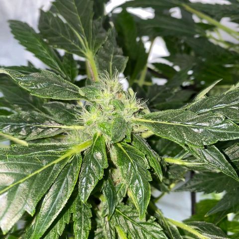 Pineapple growlog timeline photo