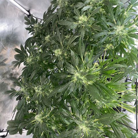Pineapple growlog timeline photo