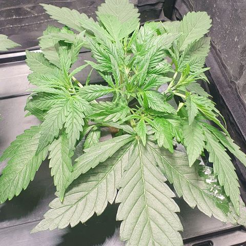Auto Pineapple Candy growlog timeline photo