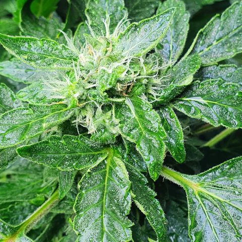 Pineapple growlog timeline photo