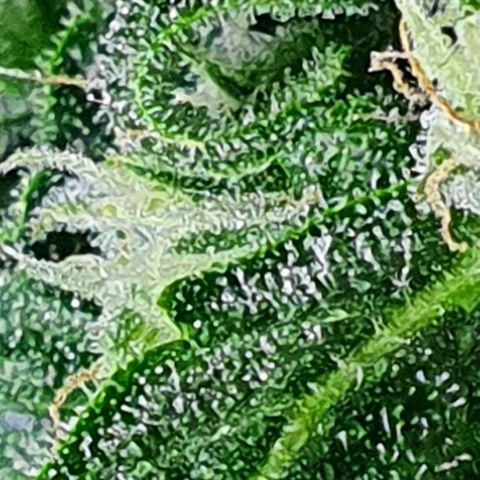 Pineapple growlog timeline photo