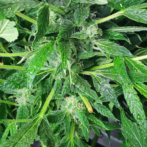Pineapple growlog timeline photo