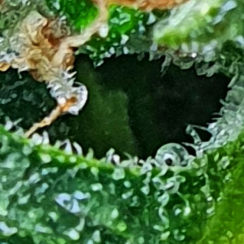 Pineapple growlog timeline photo