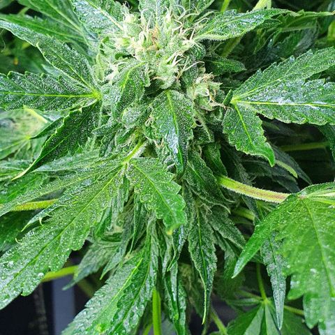 Pineapple growlog timeline photo