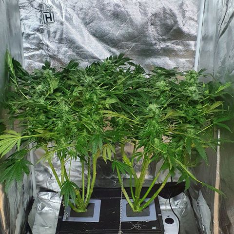 Pineapple growlog timeline photo