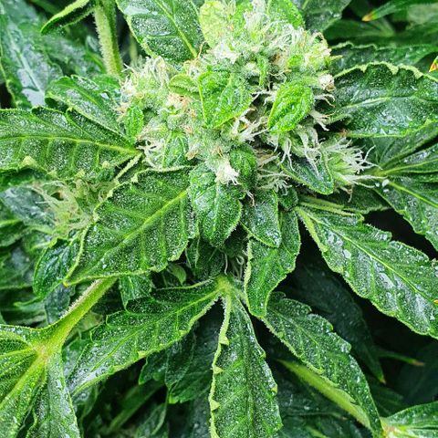 Pineapple growlog timeline photo