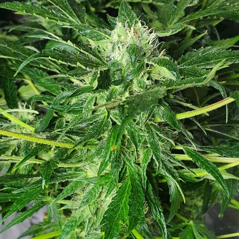 Pineapple growlog timeline photo