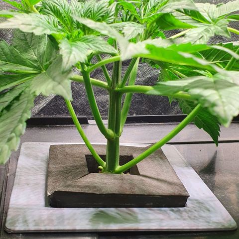 Auto Purple Candy growlog timeline photo