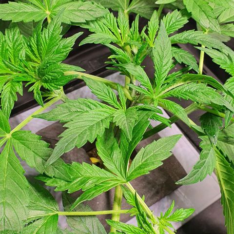 Auto Purple Candy growlog timeline photo