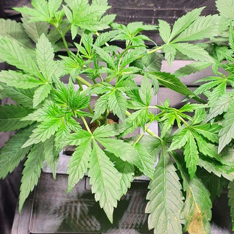Auto Purple Candy growlog timeline photo