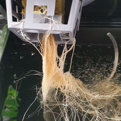 Auto Purple Candy growlog timeline photo