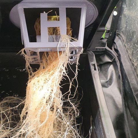 Auto Pineapple Candy growlog timeline photo