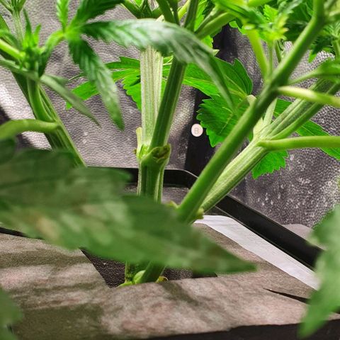 Auto Pineapple Candy growlog timeline photo