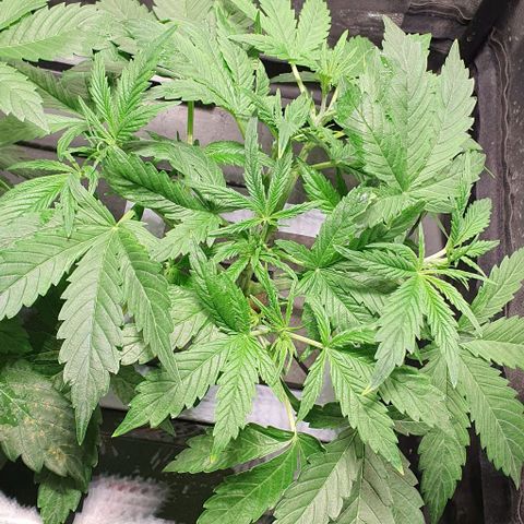 Auto Pineapple Candy growlog timeline photo