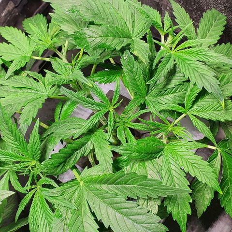 Auto Pineapple Candy growlog timeline photo