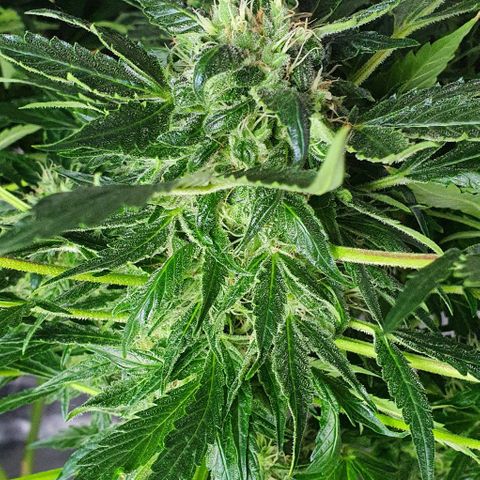 Pineapple growlog timeline photo