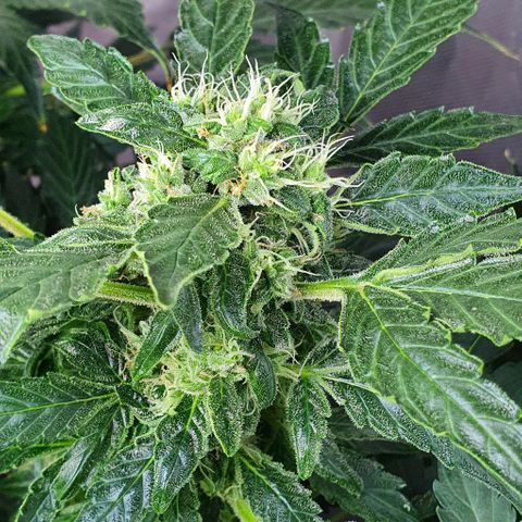Pineapple growlog timeline photo