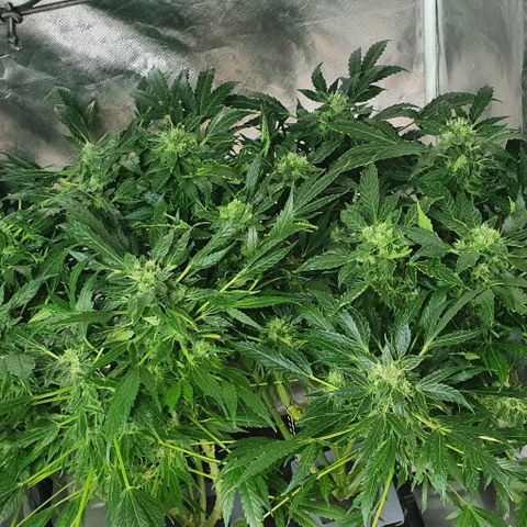 Pineapple growlog timeline photo