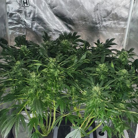 Pineapple growlog timeline photo