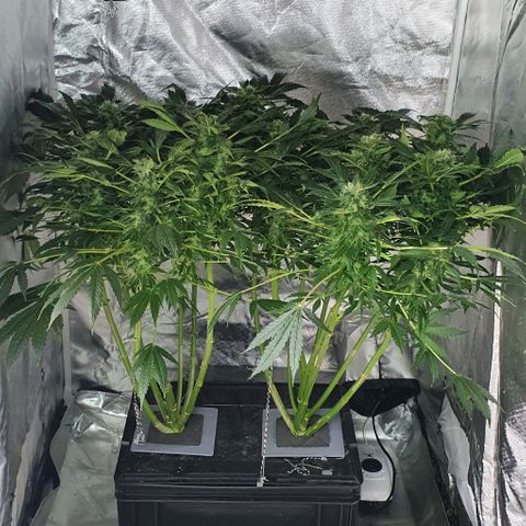 Pineapple growlog timeline photo