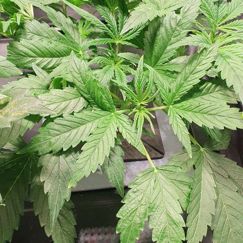 Auto Pineapple Candy growlog timeline photo