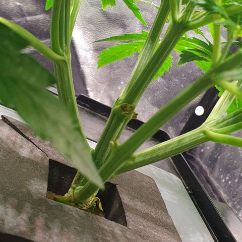 Auto Pineapple Candy growlog timeline photo