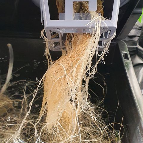 Auto Pineapple Candy growlog timeline photo