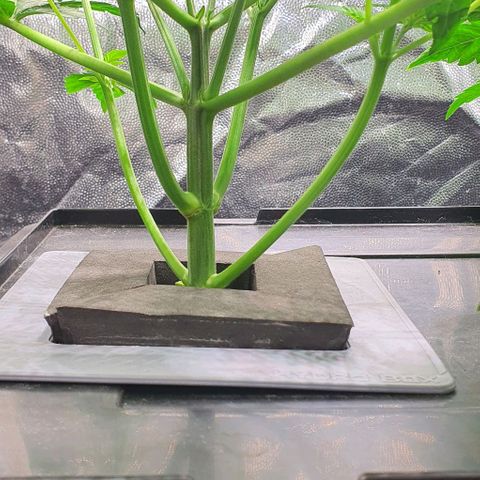 Auto Purple Candy growlog timeline photo