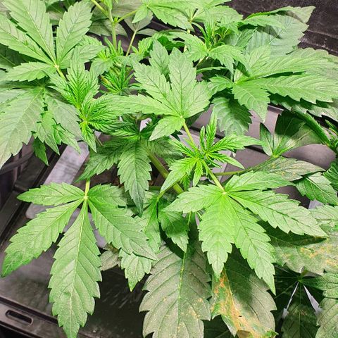 Auto Purple Candy growlog timeline photo