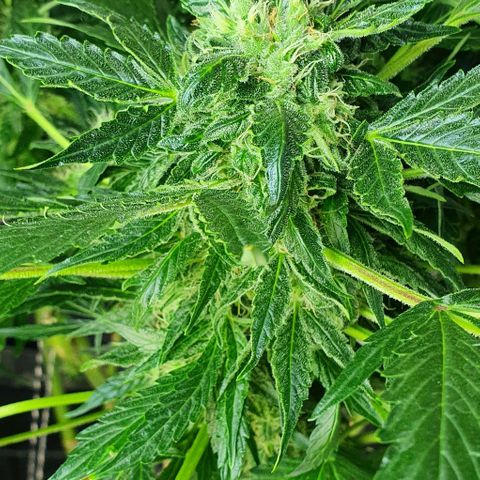 Pineapple growlog timeline photo