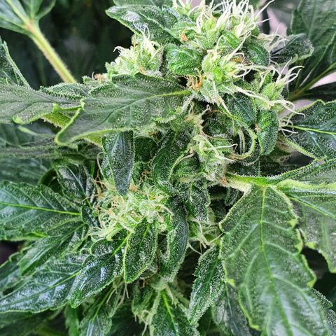 Pineapple growlog timeline photo