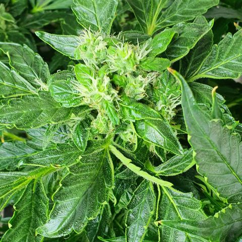 Pineapple growlog timeline photo